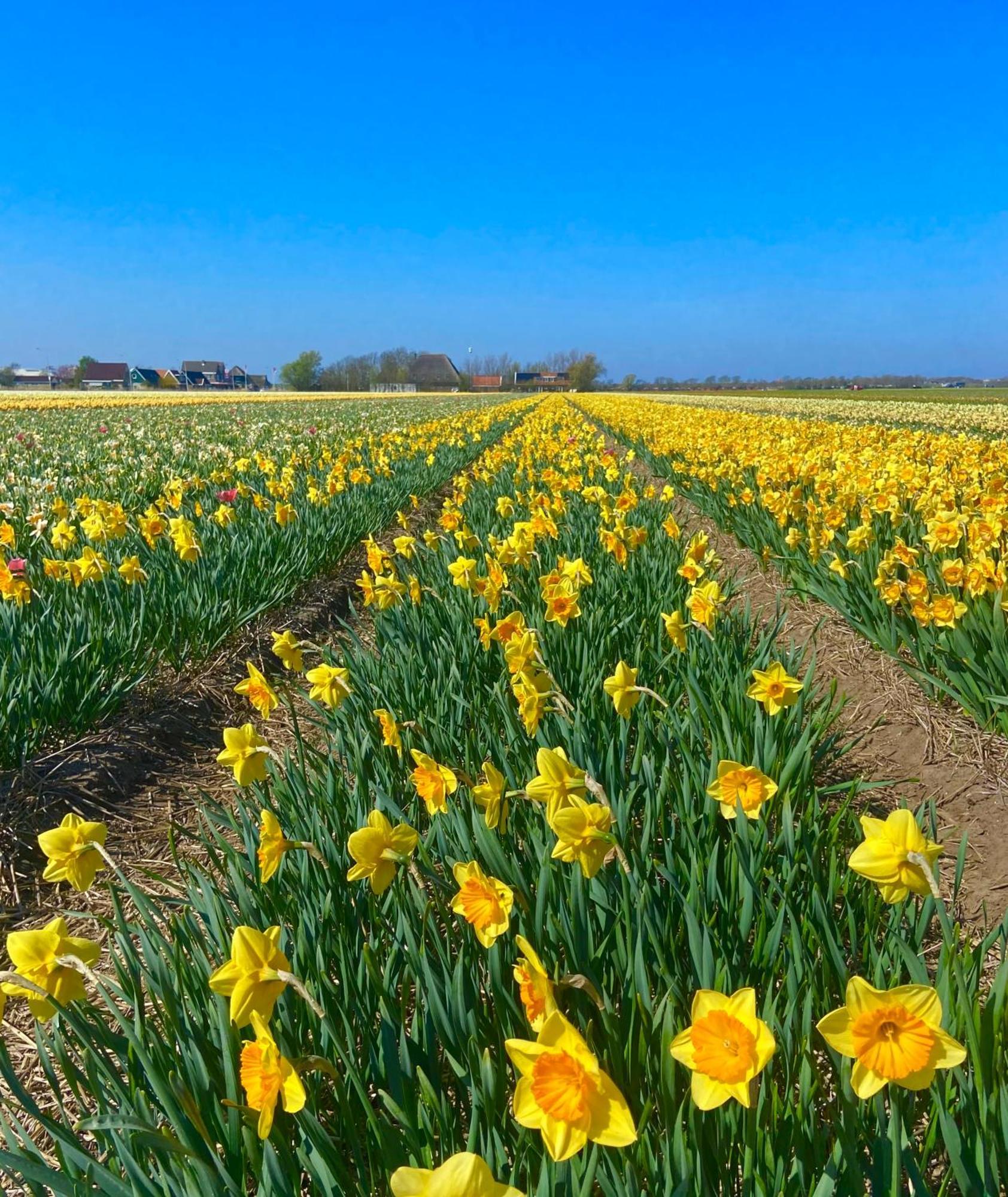 Deining Villa Sint Maartensvlotbrug Bagian luar foto